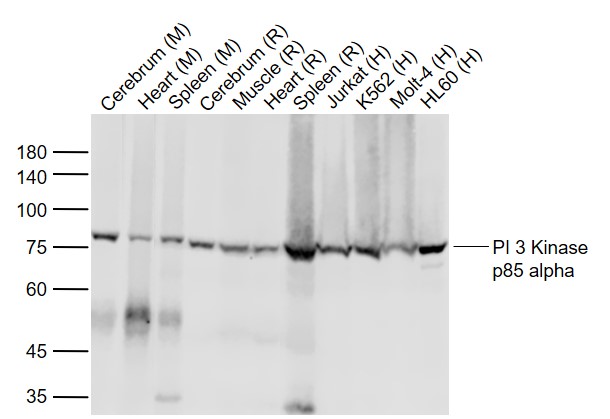 PIK3R1 (animal-free) Mouse mAb