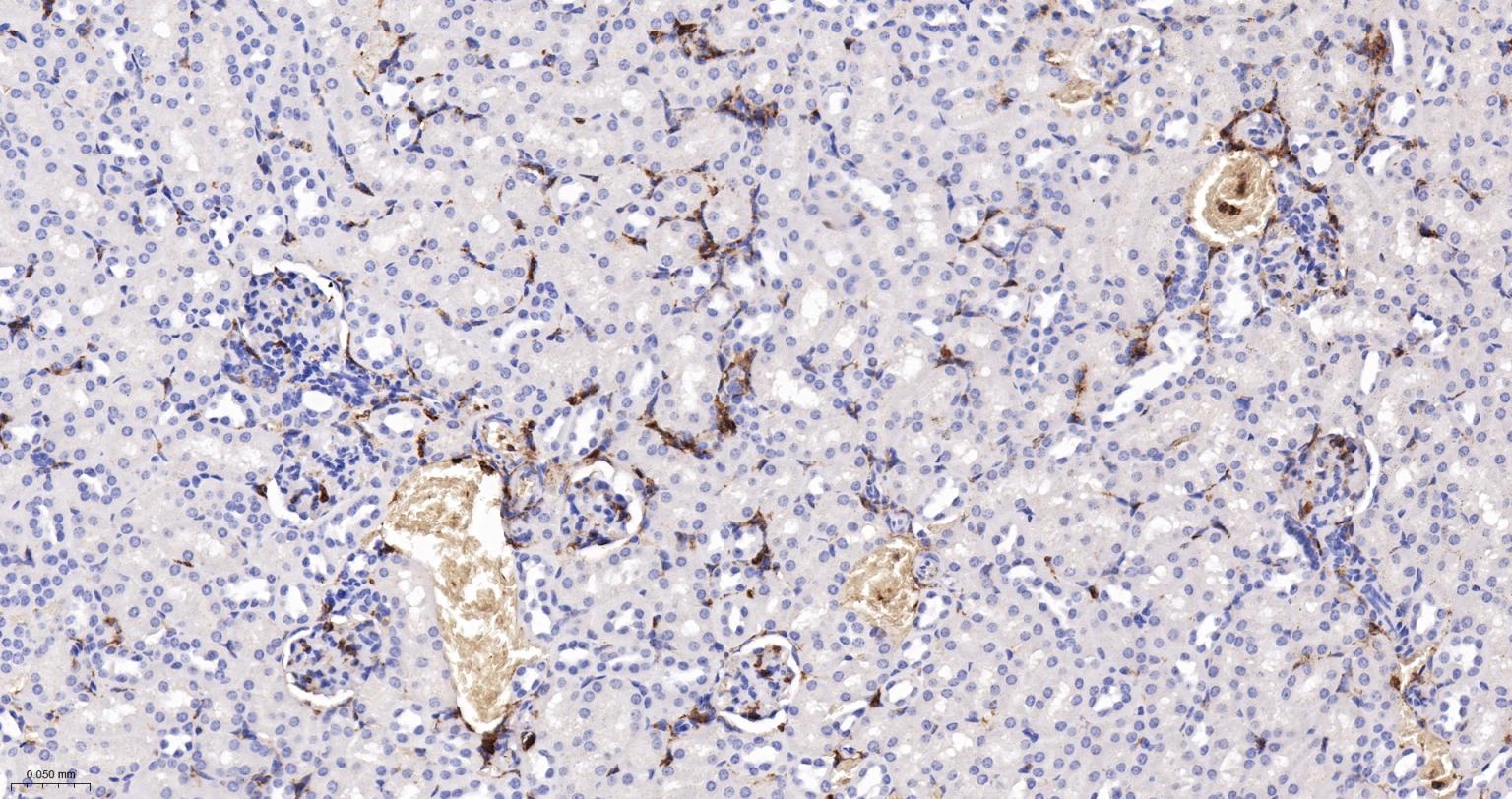 CD44 Recombinant Rabbit mAb(bs
