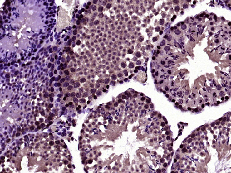 RanBP1 Rabbit pAb(bs-9322R)-50