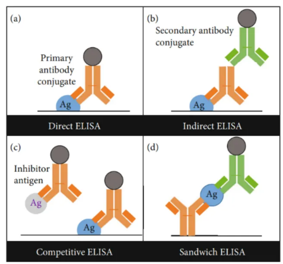 基于疏水性羧基微球的高敏免疫检测新方案