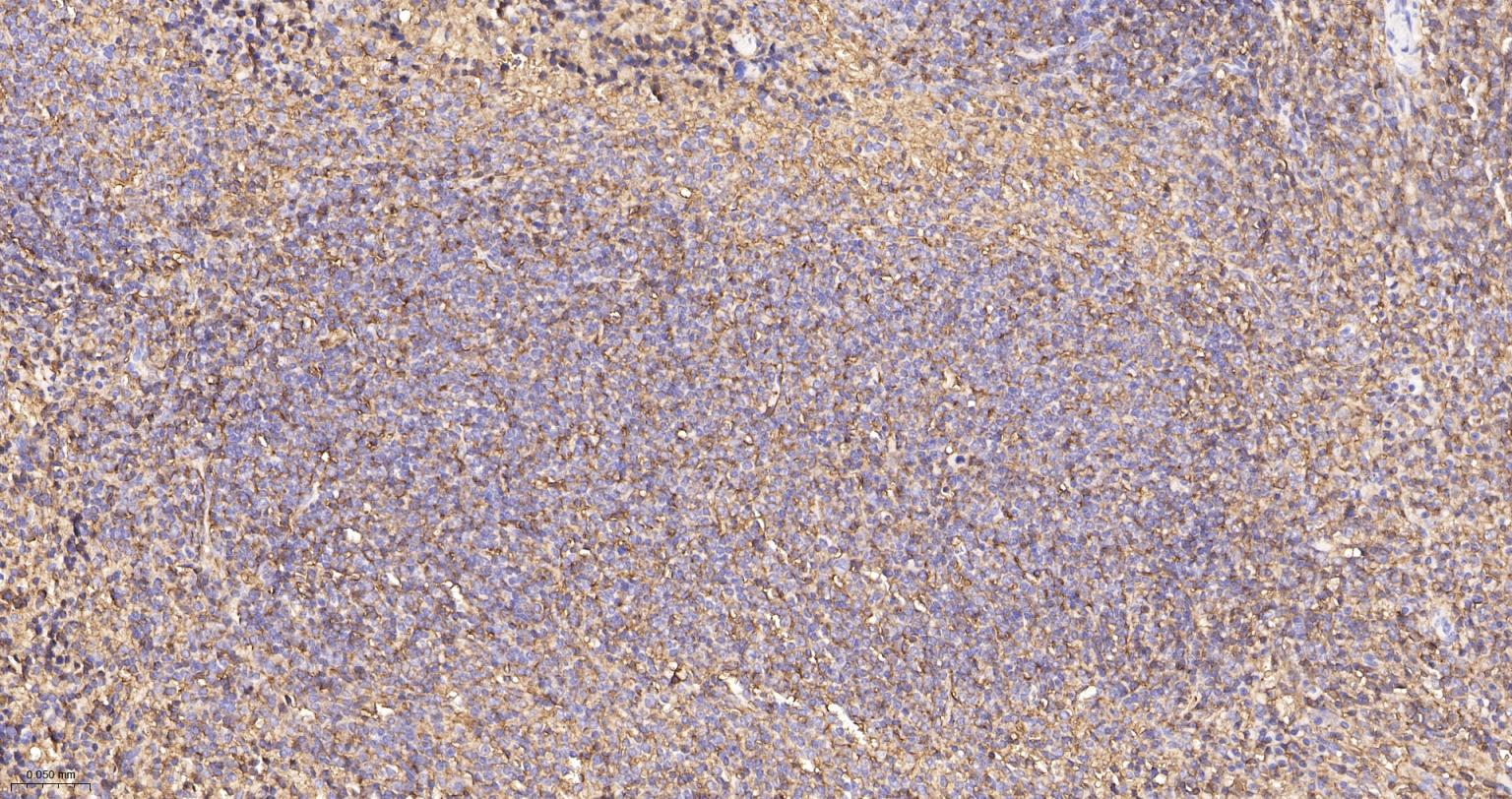 CD44 Recombinant Rabbit mAb(bs