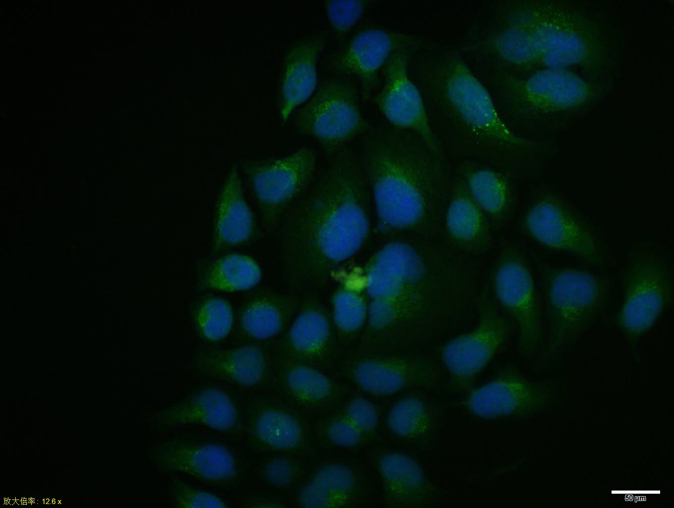 Cdc6 Rabbit pAb(bs-1390R)-50ul