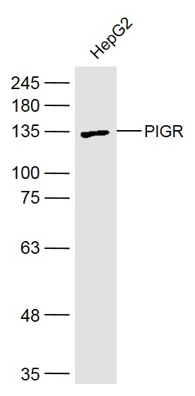 PIGR Rabbit pAb(bs-6061R)-50ul