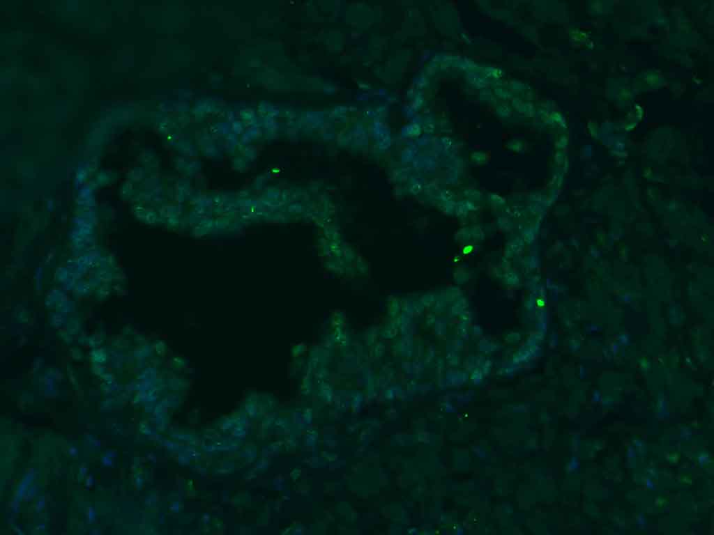 PLCZ1 Rabbit pAb(bs-5378R)-50u