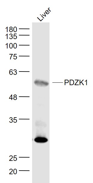PDZK1 Rabbit pAb(bs-9036R)-50u