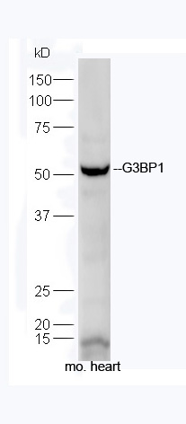 G3BP1 Rabbit pAb(bs-4111R)-50u