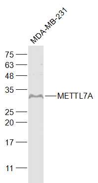 METTL7A Rabbit pAb(bs-18852R)-