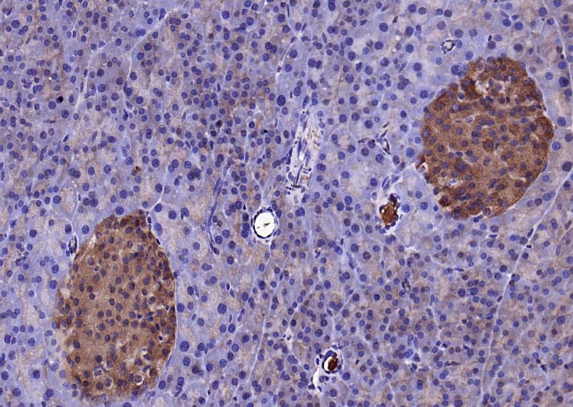 KLK1 Rabbit pAb(bs-1963R)-50ul