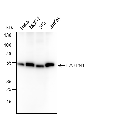 PABPN1 Recombinant Mouse mAb(b