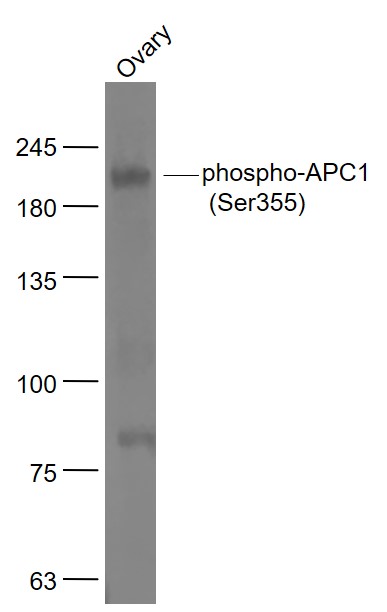 phospho-APC1 (Ser355) Rabbit p