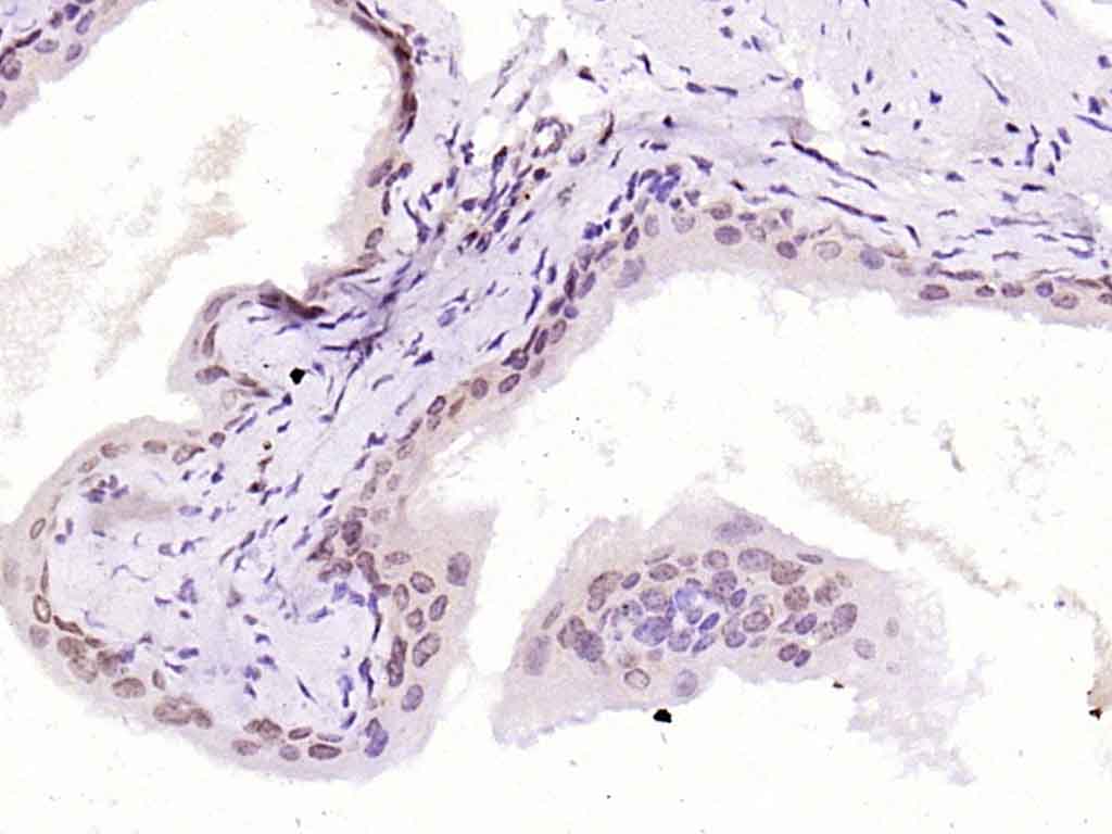 HMG4/HMGB3 Rabbit pAb(bs-8809R