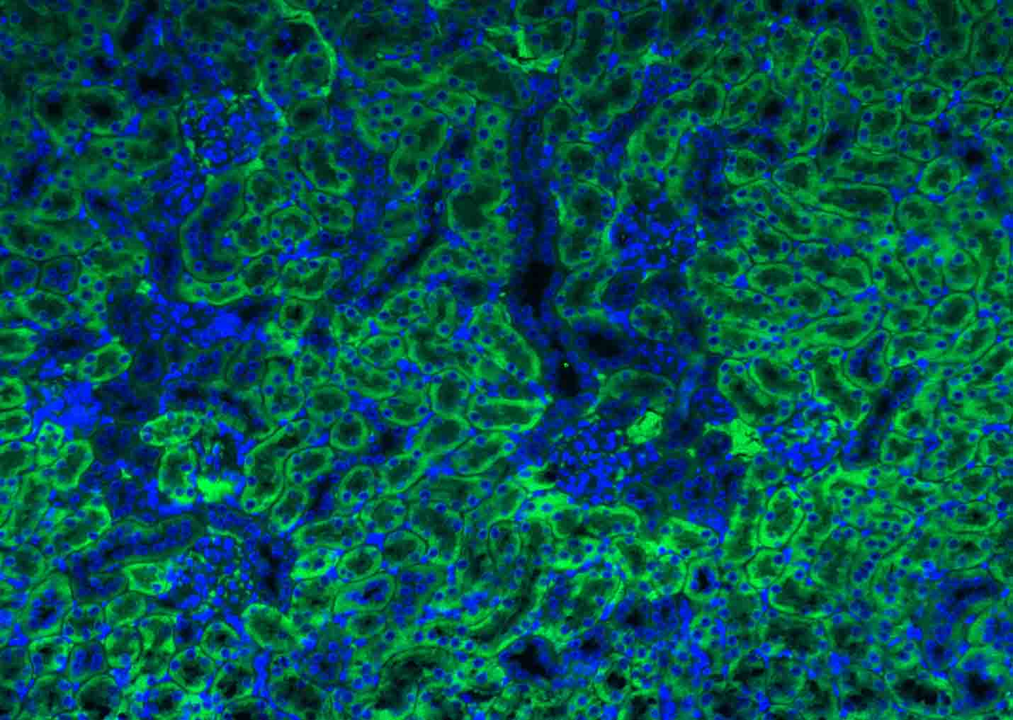 ATG5/APG5L Rabbit pAb(bs-25013