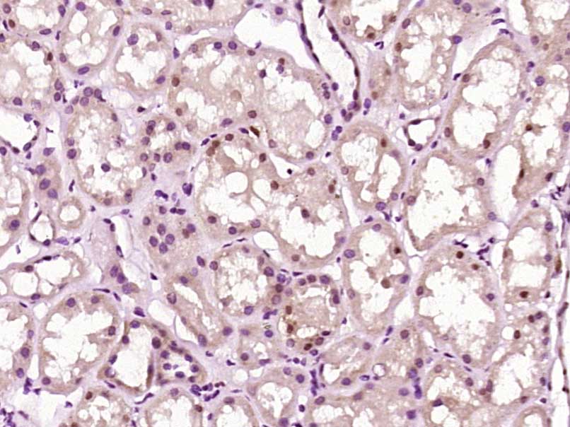 ZNF687 Rabbit pAb(bs-16514R)-5