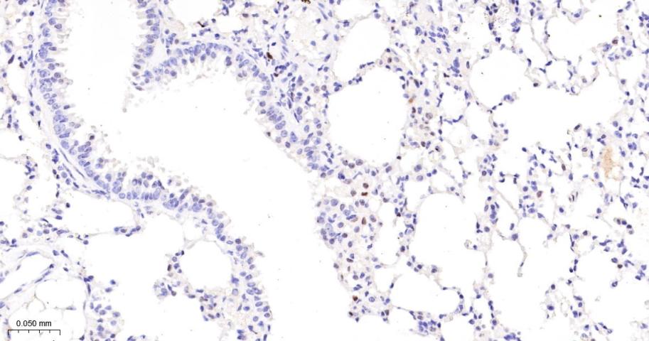 JUNB Recombinant Rabbit mAb(bs