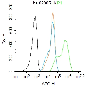 Insulin Receptor Beta Rabbit p