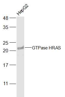 GTPase HRAS Rabbit pAb(bs-6165