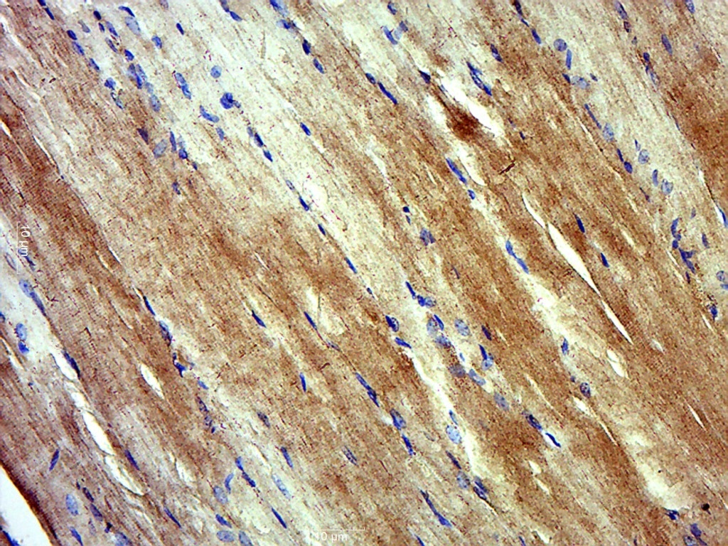 Myosin-13 Rabbit pAb(bs-10909R