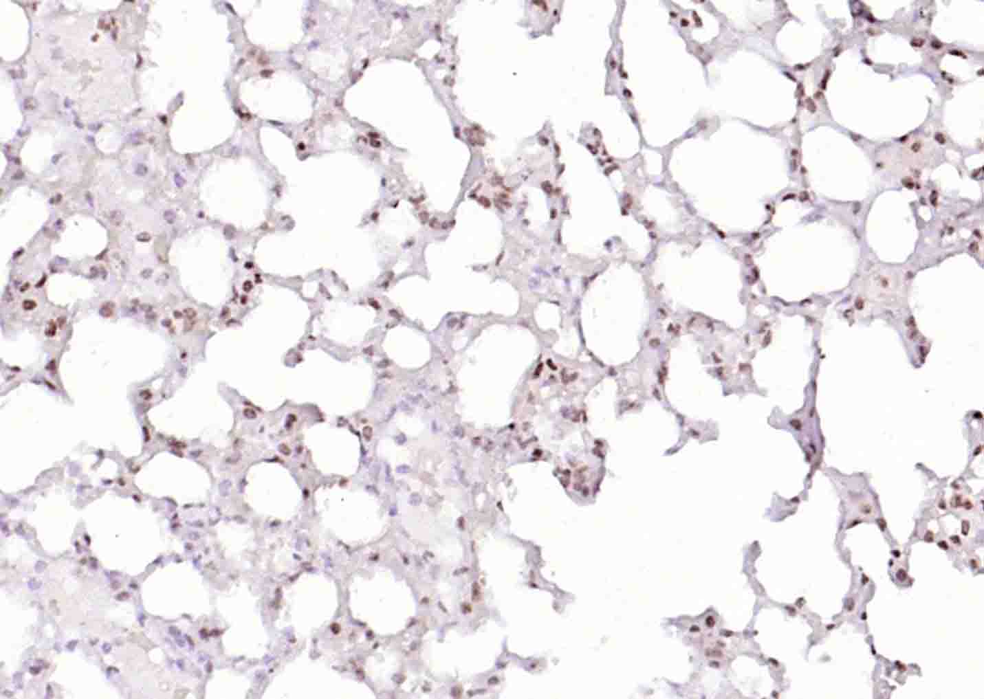 Histone H4 (Acetyl K12) Rabbit