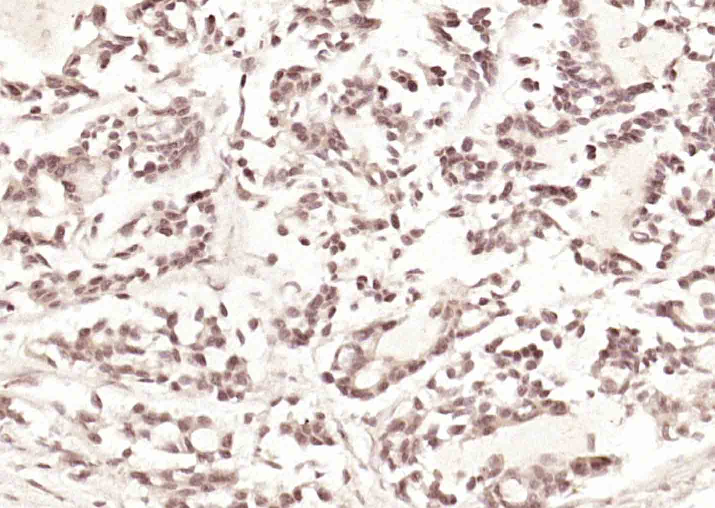 DAP1 Rabbit pAb(bs-6351R)-50ul