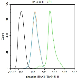 phospho-IRAK4 (Thr345) Rabbit 