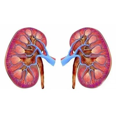 药物肾脏毒性评价