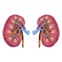 药物肾脏毒性评价