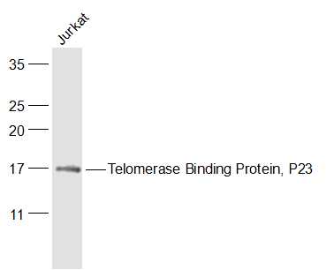 Telomerase Binding Protein, P2