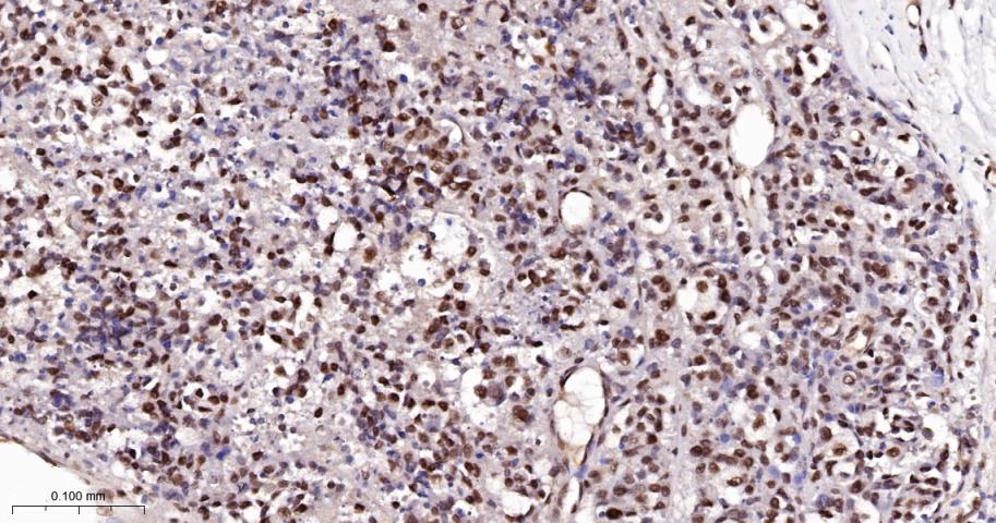 Ku80 Recombinant Rabbit mAb(bs