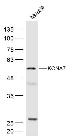 KCNA7 Rabbit pAb(bs-3656R)-50u