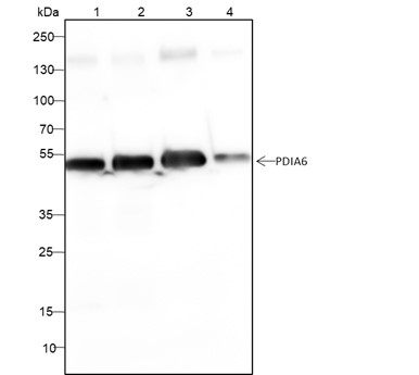 RAB3GAP1 Recombinant Mouse mAb