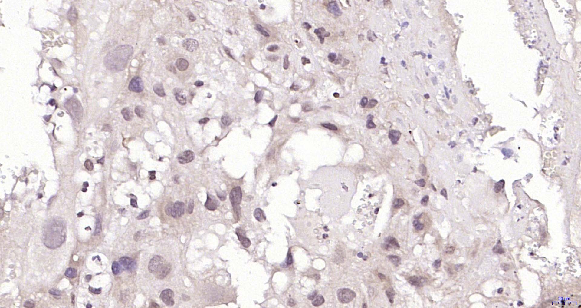 hnRNP M3-M4 Rabbit pAb(bs-1733