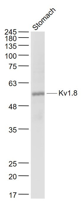 Kv1.8 Rabbit pAb(bs-16866R)-50