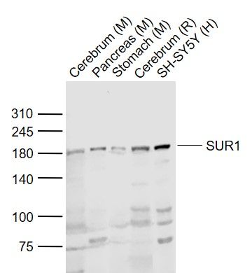 SUR1 Rabbit pAb(bs-3641R)-50ul