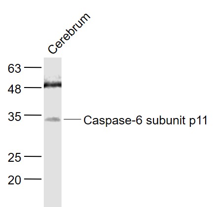 Caspase-6 subunit p11 Rabbit p
