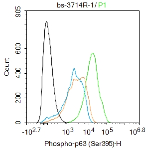 phospho-p63 (Ser395) Rabbit pA
