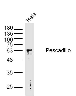 Pescadillo Rabbit pAb(bs-20263