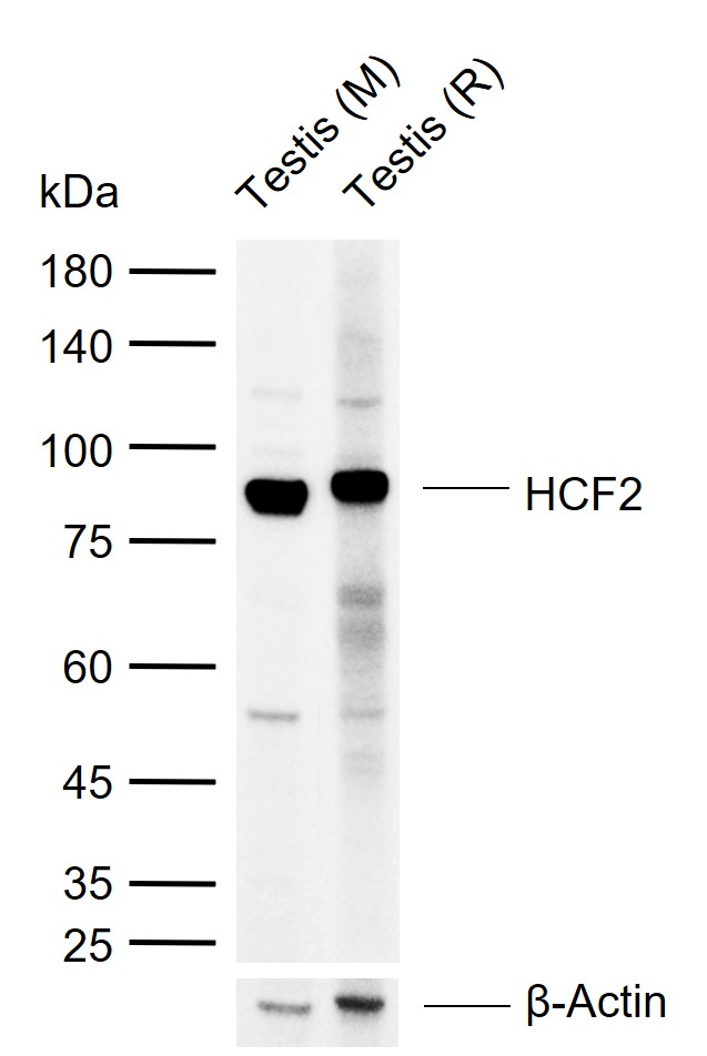 HCF2 Rabbit pAb(bs-9843R)-50ul