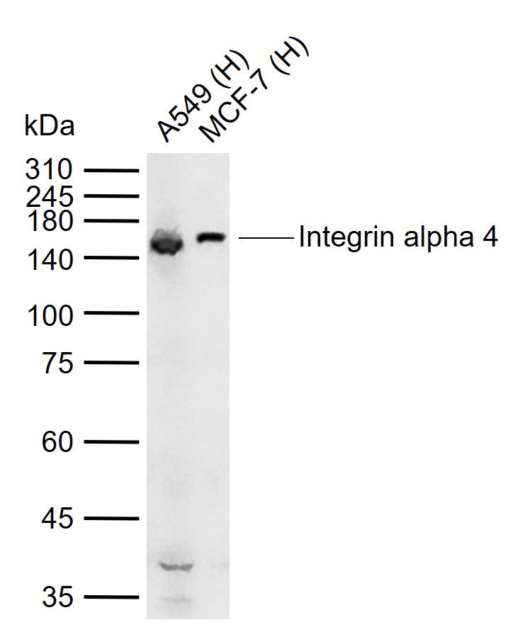 Integrin alpha 4 Rabbit pAb(bs