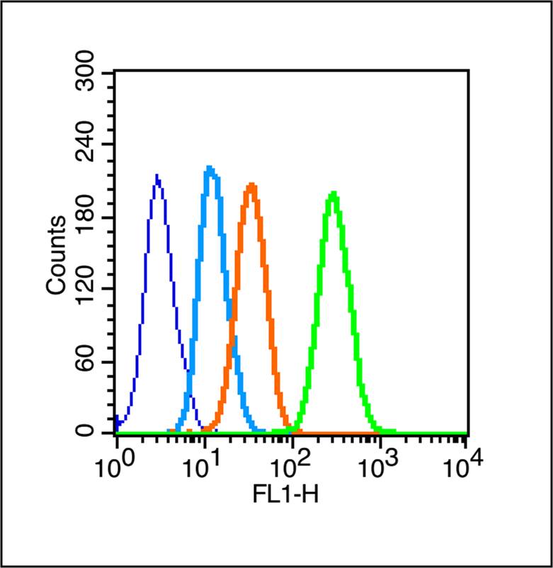 phospho-PKC delta (Thr505) Rab