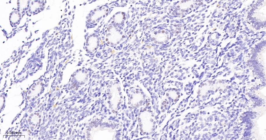 JUNB Recombinant Rabbit mAb(bs