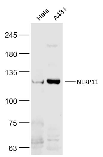 NLRP11 Rabbit pAb(bs-19283R)-5