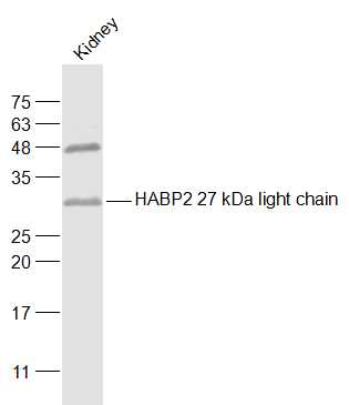 HABP2 27 kDa light chain Rabbi