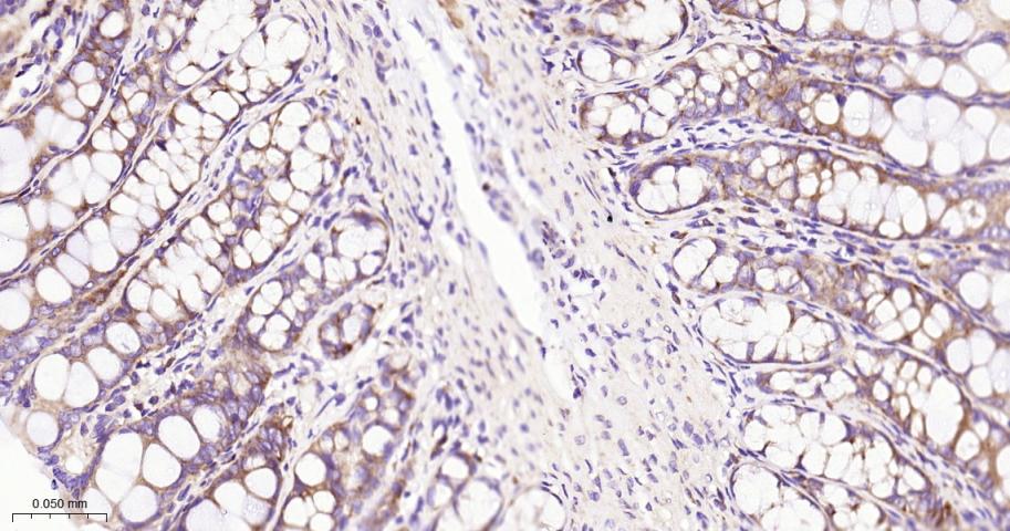 EIF2S1 Recombinant Rabbit mAb(