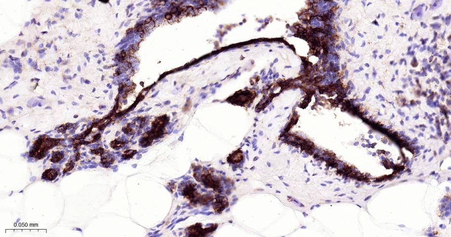 EIF2S1 Recombinant Rabbit mAb(