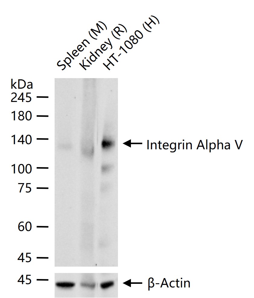 Integrin Alpha V Rabbit pAb(bs