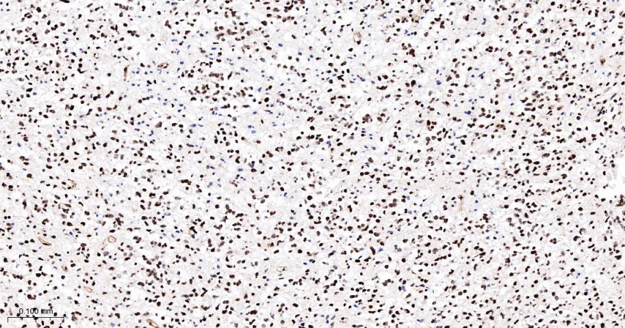 Ku80 Recombinant Rabbit mAb(bs