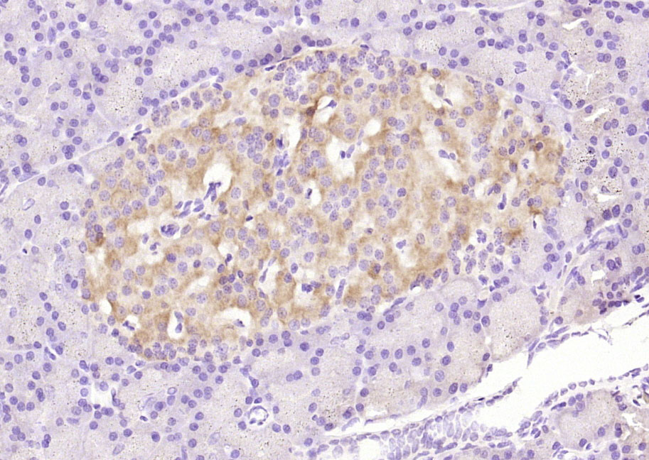 phospho-Bax (Ser184) Rabbit pA