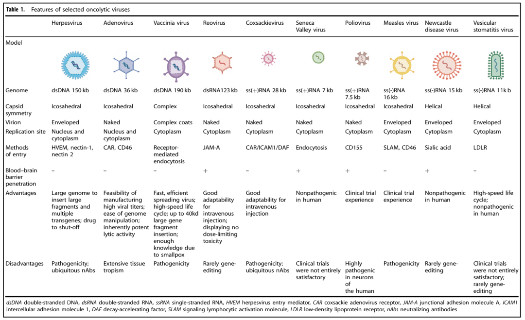 溶瘤病毒改造一站式CRO服务