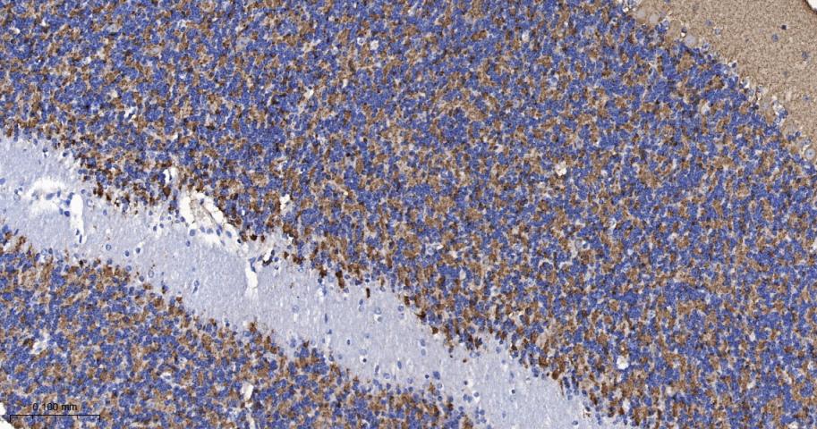 Synaptophysin Recombinant Rabb