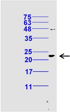 phospho-Bax (Ser184) Rabbit pA